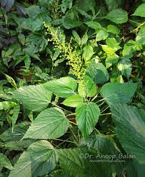 Image result for Acalypha racemosa