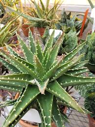 Image result for Aloe plowesii