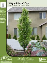 Regal Prince Oak Tree Facts Oak Tree Deciduous Trees Spring Grove