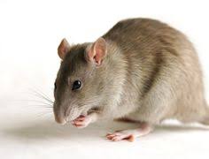 Looking for top rated pest control and termite companies? Pestout Pestout0932 Profile Pinterest
