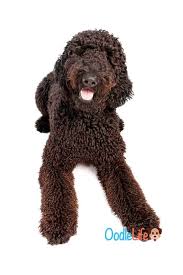 Maybe you would like to learn more about one of these? Can Goldendoodles Be Black Rare Black Goldendoodle 101 Oodle Life