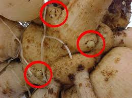 Learn how to lift dahlia tubers and prepare them for winter whether you're an experienced dahlia grower or if you're new to this very fashionable flower there's something for everyone in this 'how to lift dahlia tubers' video by @mikethegardener. Pin On Gathering Gardening Advice