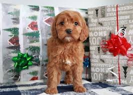Hours may change under current circumstances Female Mini Goldendoodle Puppies For Sale Bright Goldendoodle Https Tinyurl Goldendoodle Puppy For Sale Puppies For Sale Near Me Mini Goldendoodle Puppies