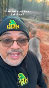 Not Your Dad's Red or Blue Nose #QBNKennel #americanbully #Notapit