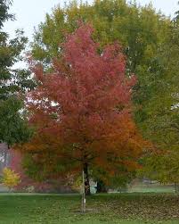 Le Cormier Ou Sorbier Domestique Sorbus Domestica L Est Un Arbre De La Famille Des Rosacees Il Donne Des Fruits Appele Reconnaitre Les Arbres Arbre Arbuste