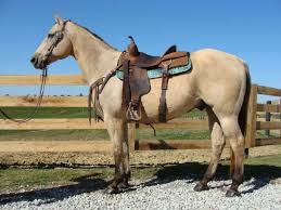 9 yrs 9.2 hds buttermilk buckskin paint mare pony. Very Pretty Buttermilk Buckskin Gelding Used For Ranch Work Trails