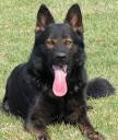 Jakoba German Shepherds