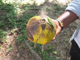 Image result for Chrysophyllum welwitschii