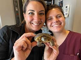 Gopher tortoise enjoying hibiscus flowers in a florida backyard
