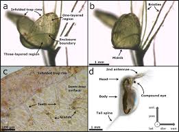 Image result for Aldrovanda vesiculosa