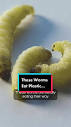 Meet the plastic-eating worms🪱 #Plastic #Worms #PlanetFix | TikTok
