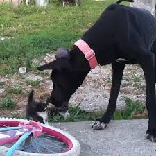 Pin Von Danielle Dobson Happy Tiere Auf Happy Tiere Niedliche Tierbabys Hunde Lustige Tiere