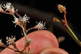 Image result for Hypolytrum