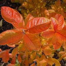 Image result for Landolphia villosa