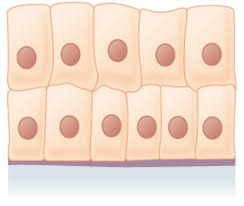 Epithelial Tissue Boundless Anatomy And Physiology