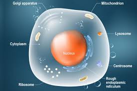 animal cells and the membrane bound nucleus