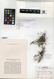 Image result for Selaginella buchholzii