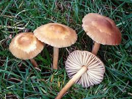 Image result for Marasmius opacus