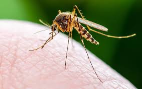 Barefoot mosquito & pest control is different from these other exterminators in dallas. Dynasty Pest Control Trusted Services For Dallas Homes Businesses
