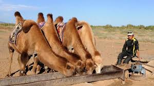 Their coat color varies from sandy beige to dark brown. Differences Between Camels And Dromedaries