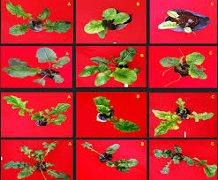 Assessment of Salinity Tolerance Deploying Antioxidant Defense Systems in  Gerbera Jamesonii