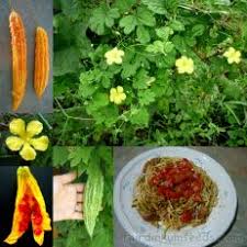 Image result for Cucumis zeyheri