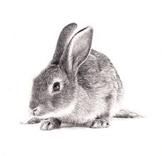 Rabbit By Bly Pope In 2020 Rabbit Drawing Brothers Art Rabbit Art