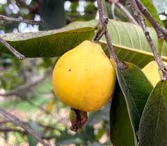 Image result for Psidium guajava