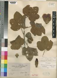 Image result for Thespesia garckeana
