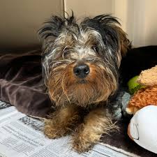 Lost And Found Pets Of KC