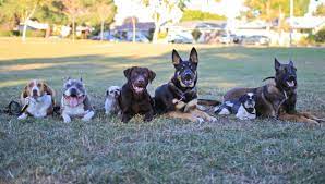 Check spelling or type a new query. Bay Area Family K 9