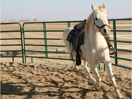 But not only do they offer great potential for opening good communication lines between you and your horse. Training Woodloch Stable