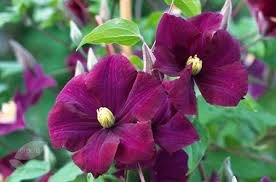 We did not find results for: Clematis Warszawska Nike Clematis Group 2or3 Syn Warsaw Nike Purple Plants Clematis Purple Clematis