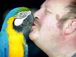 Stolen parrot reunited with pet shop pals