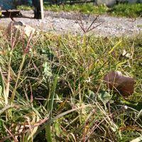 Image result for Cynodon incompletus