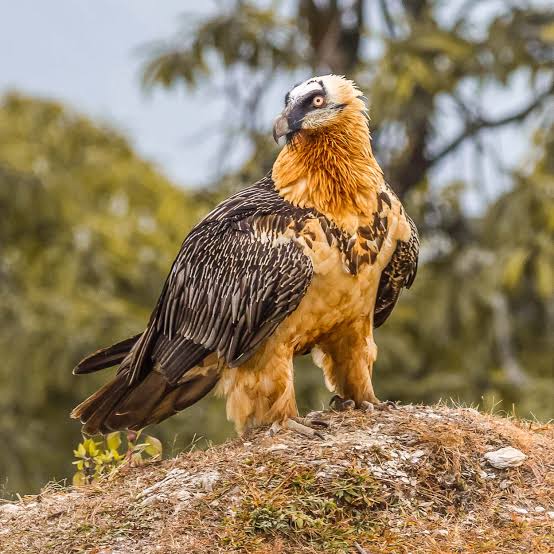 How is climate change affecting Bearded Vulture ranges? - British  Ornithologists' Union