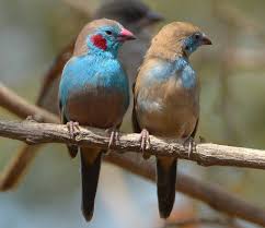 Bird With Red Cheeks Https Www Google Com Search Q Cordon 20bleu 20bird Tbm Isch Imgil Crwnansrqyzfem 253a 253bq0nv5db8abr7qm 253bhttps Passaros Bonitos Animais Exoticos Animais
