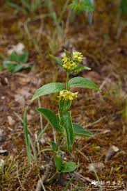 Image result for Vincetoxicum stenolobum