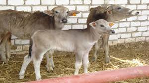 37 5 مليون جنيه تمويل مشروع البتلو يستفيد منها صغار المربين والمزراعين In 2020 Animals Goats