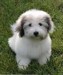 Black And White Coton De Tulear Puppies For Sale Coton De Tulear Cute Dogs Coton De Tulear Dogs Cute Animals