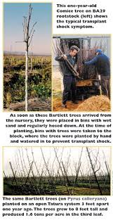 Most fruit trees are grafted, in order to get predictable fruit. Prevent Transplant Shock Good Fruit Grower