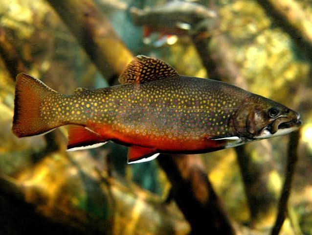 A Closer Look: Brook Trout | Finger Lakes Land Trust