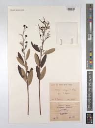 Image result for Ozoroa reticulata