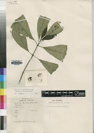 Image result for Psychotria eminiana