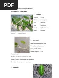 Image result for Halophila minor