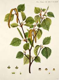 Birch Tree Please Dont Use The Yellow Seed Pods Trees To Plant Plants Plant Leaves