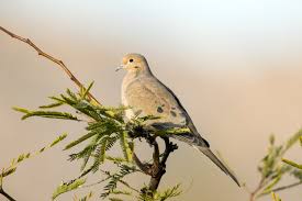 I love this picture.one's the lookout while the other takes a nap! Mourning Dove Eastside Audubon Society