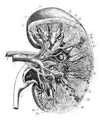 Heart anatomy anatomy art anatomy drawing human anatomy animal anatomy body anatomy cardiac anatomy illustration botanique human figure you can find the. Vintage Anatomy Stock Illustrations Cliparts And Royalty Free Vintage Anatomy Vectors