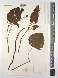 Image result for Mimulopsis