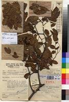 Image result for Brachystegia spiciformis × microphylla